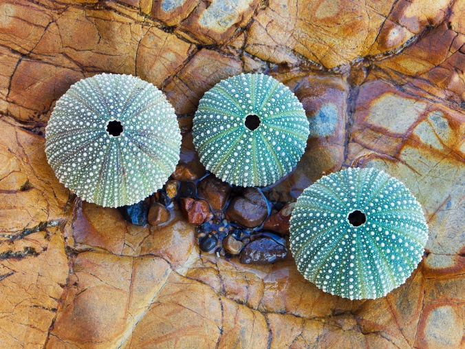 Sea Urchin Skeletons --- Image by © Radius Images/Corbis